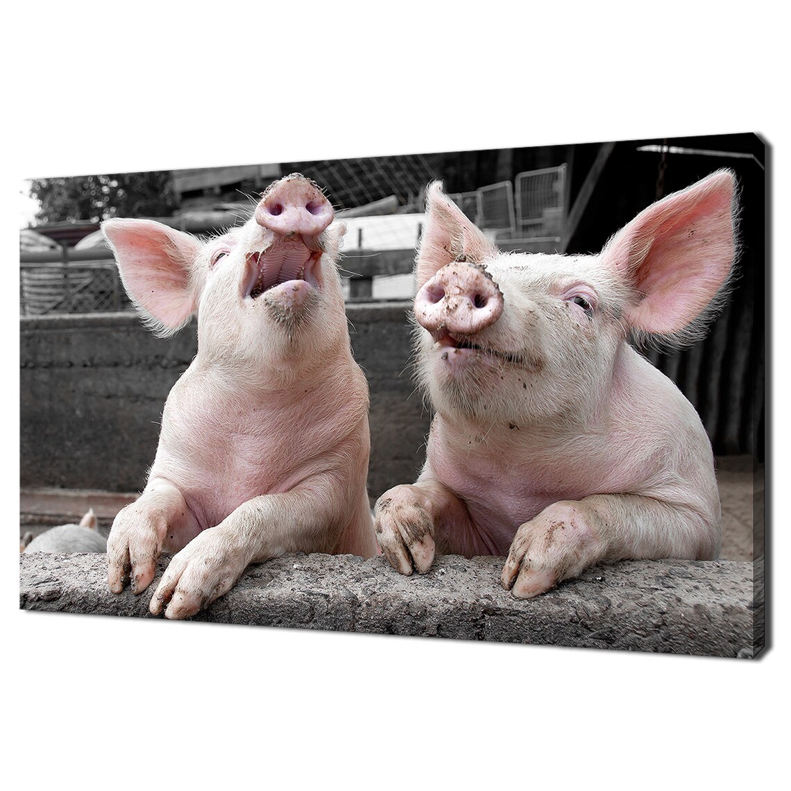 Two Funny Piglets Laughing Over The Fence Cute Farm Animal Poster