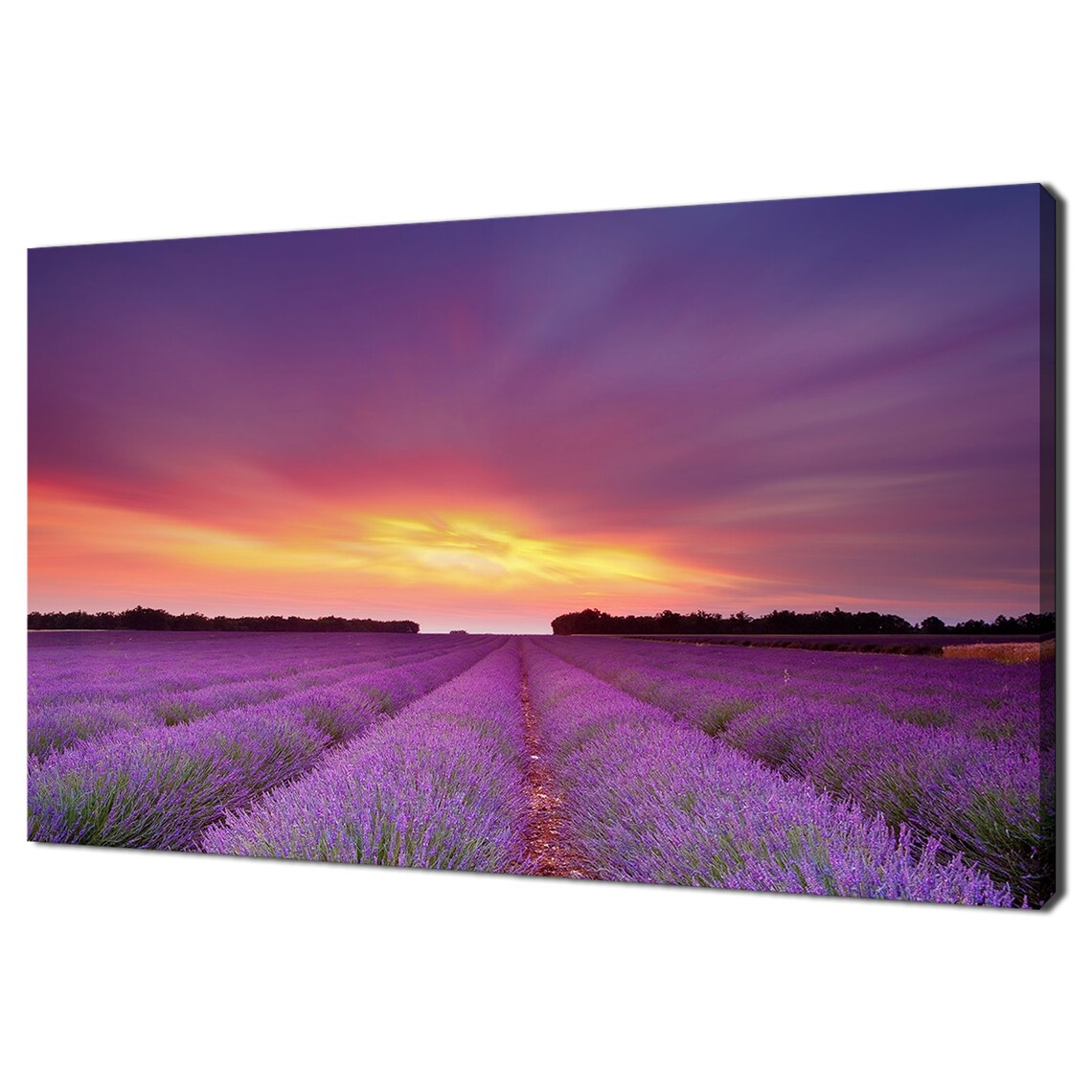 Sunset Over Summer Lavender Fields, Modern Landscape