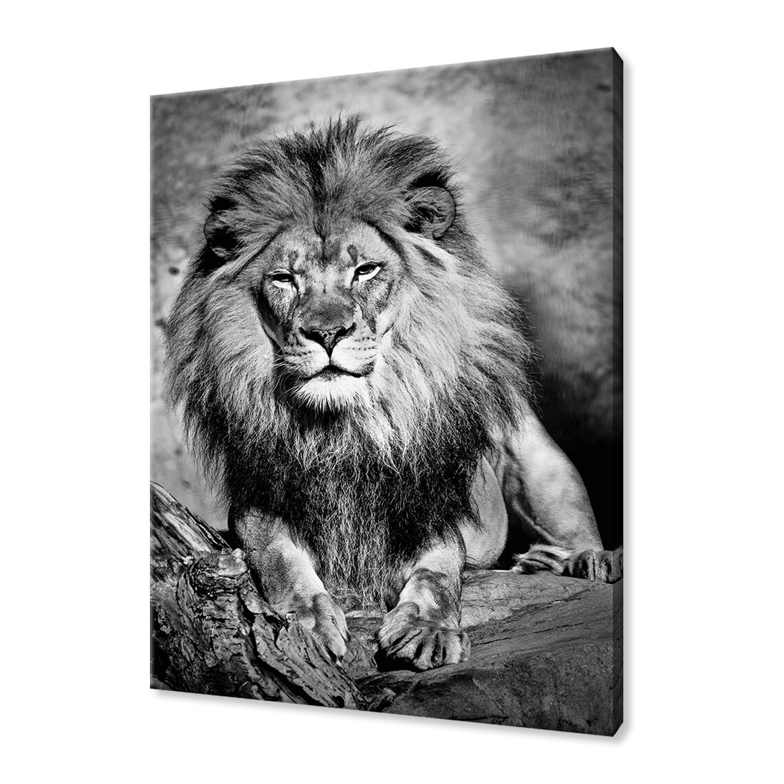Black White Male Lion Portrait Majestic Mane Wildlife Photo Poster