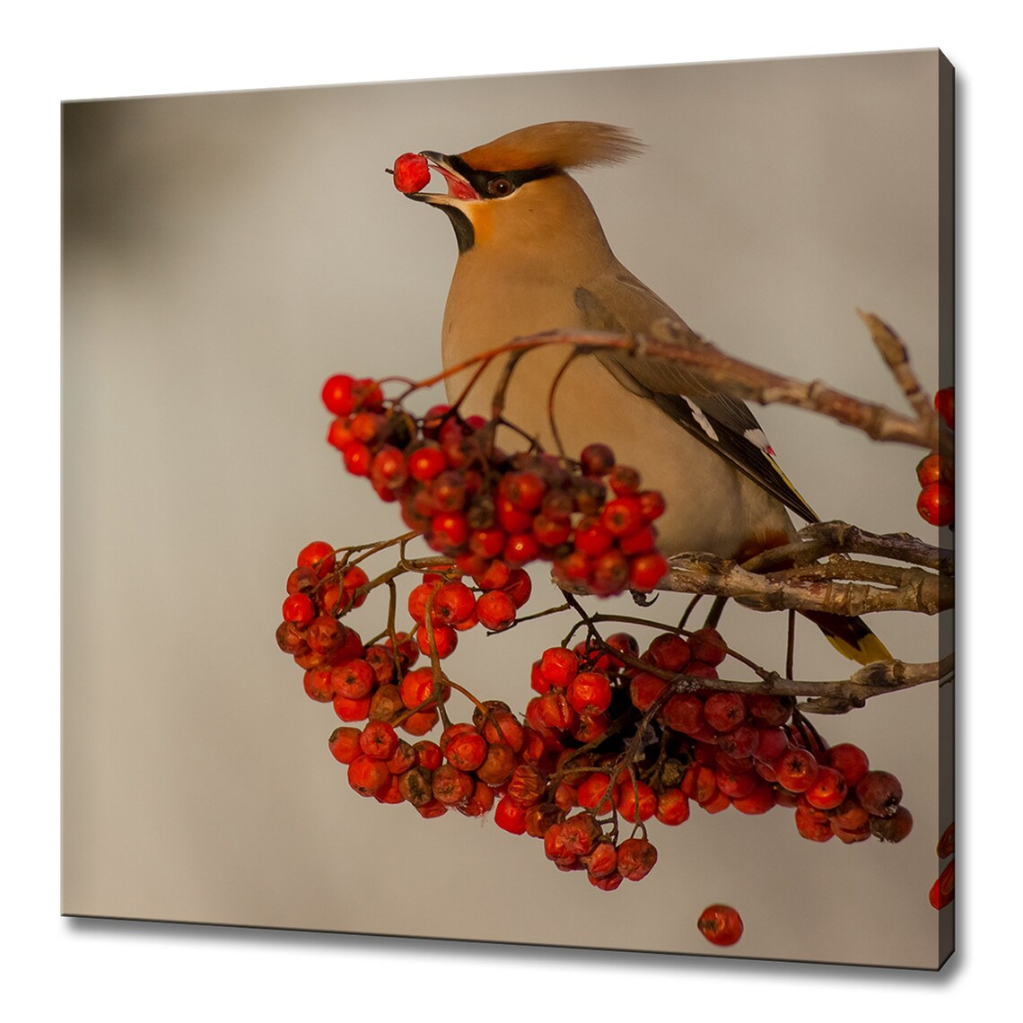 Bohemian Waxwing Eating Rowan Berries Red Bird Nature Photo Wall Art