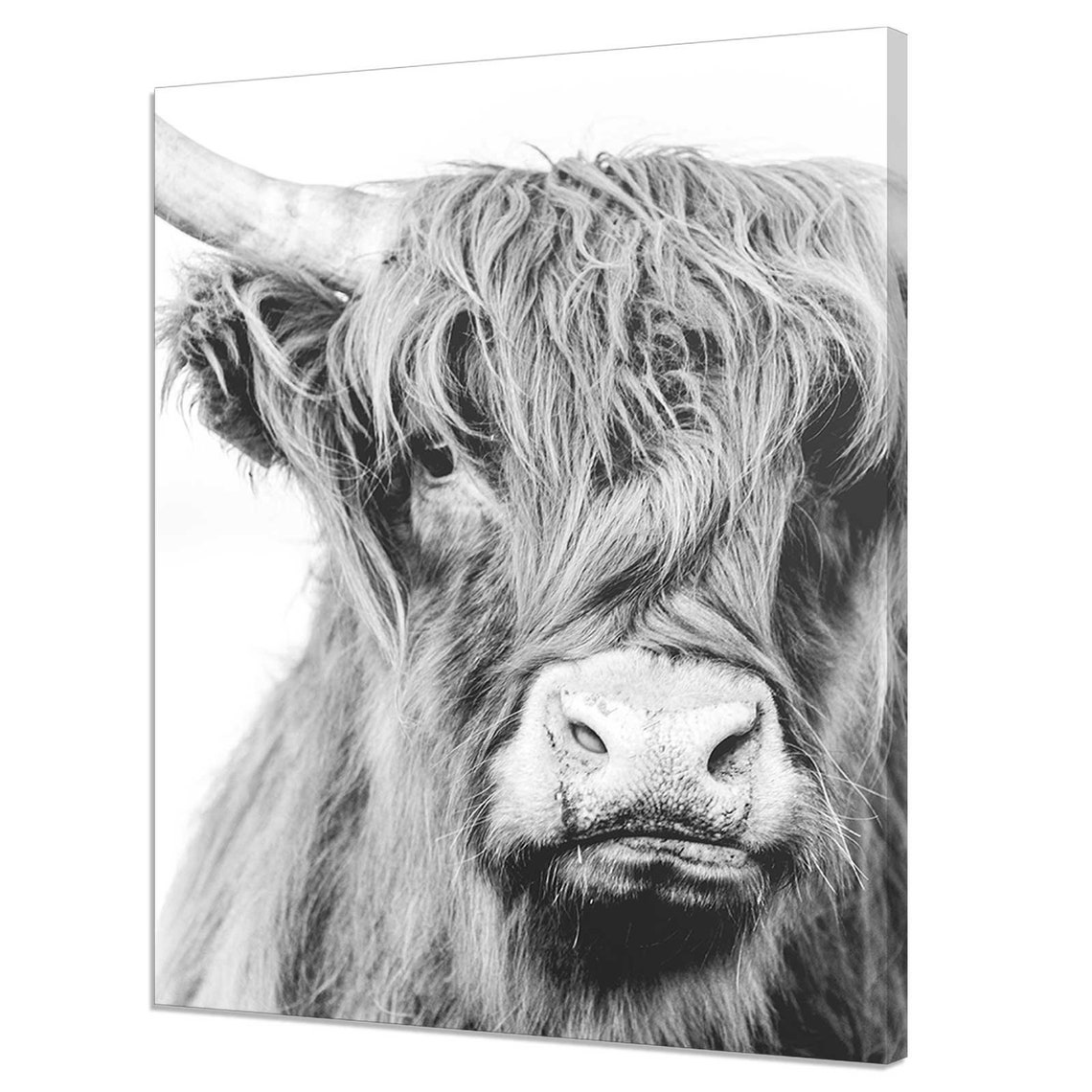 Scottish Highland Cow Black White Portrait Farmhouse Animal Print