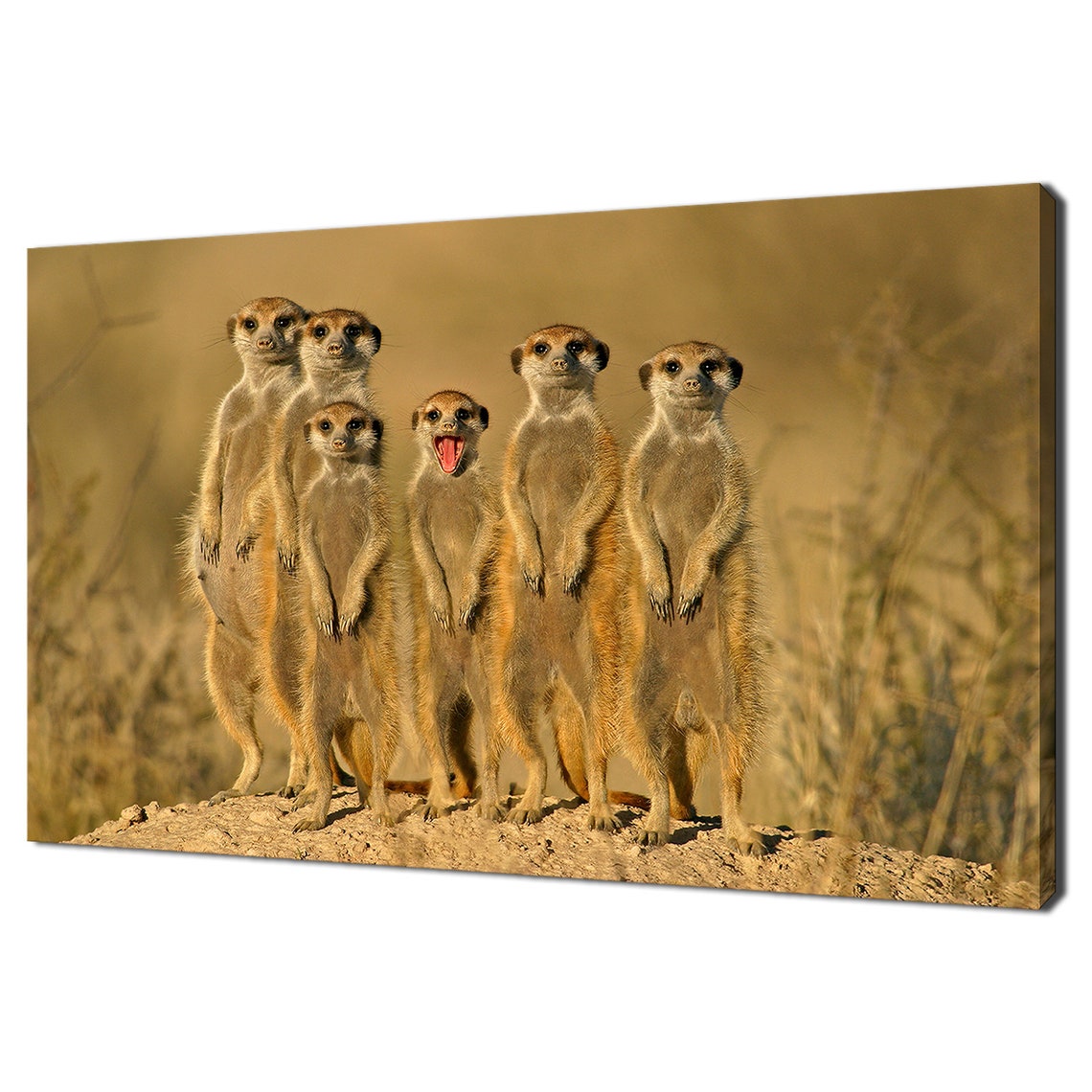 Meerkat Family Standing Upright Funny Savanna Wildlife Poster