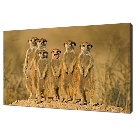 Meerkat Suricate Family In South Africa Animals Modern Design Home Decor Print Wall Art Picture Wall Hanging