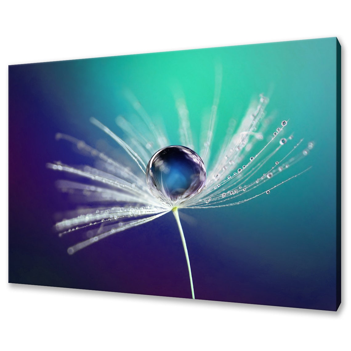 Dew Drop on Dandelion Seed Macro Photography Blue Green Nature Poster