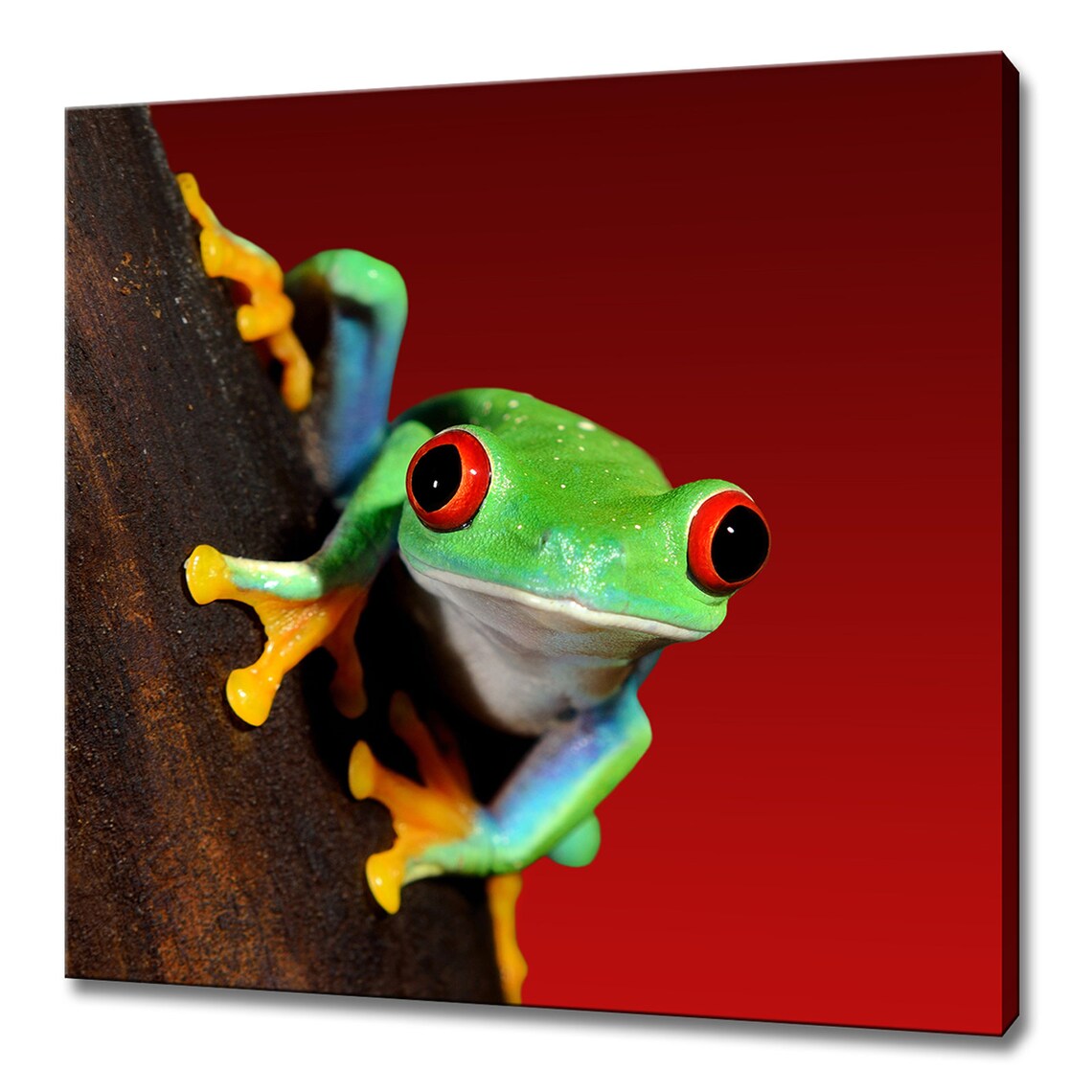 Red Eyed Tree Frog Modern Design Wall Art Print