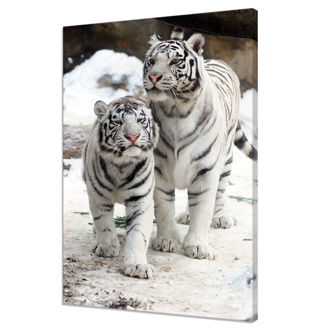 Two White Tigers In Snow Adult And Cub Wildlife Photography Wall Art