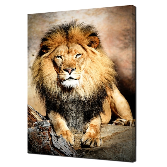 Majestic Male Lion Resting on Rock Golden Mane Wildlife Photo Art Poster