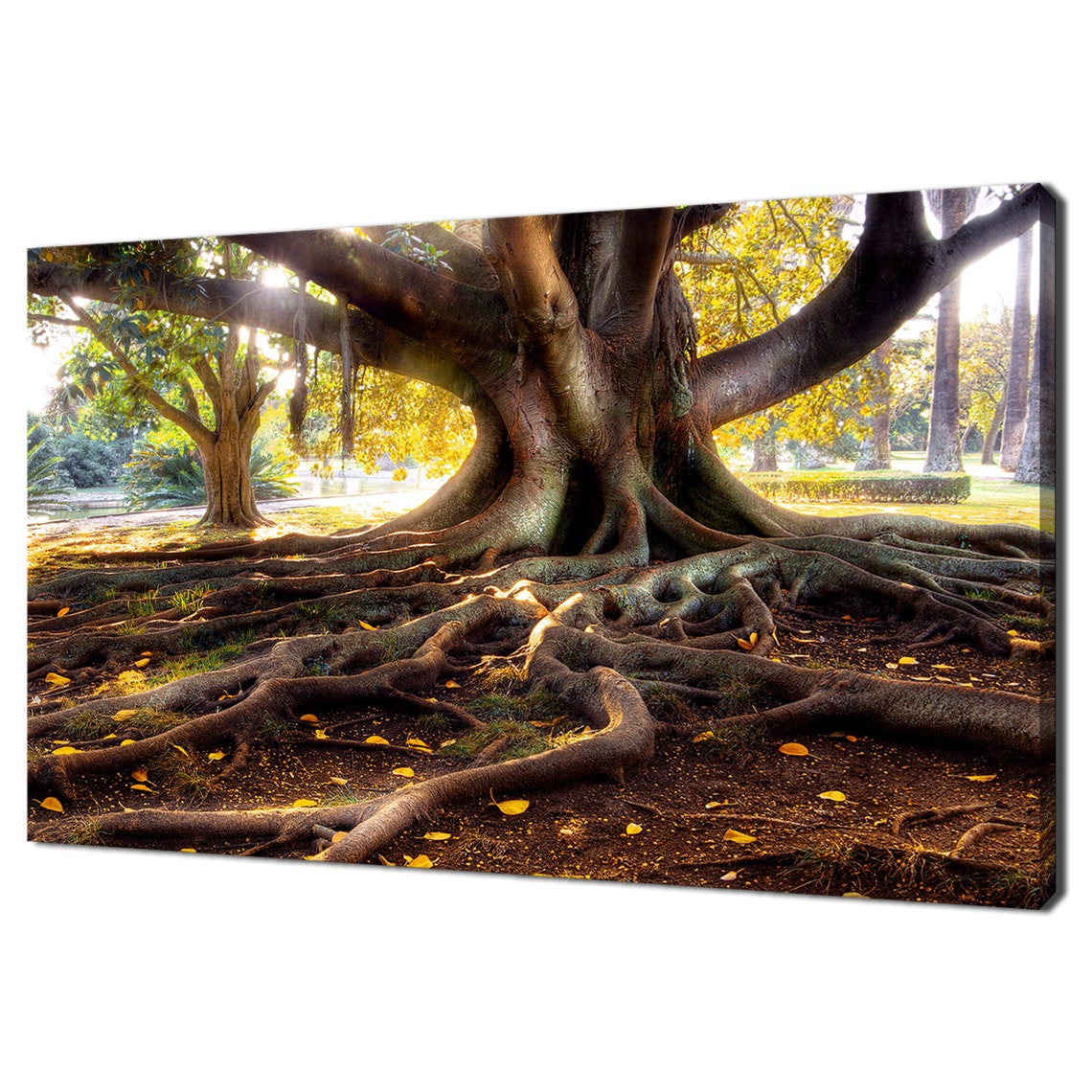 Ancient Giant Tree Roots Sunlit Park Nature Photography Wall Art