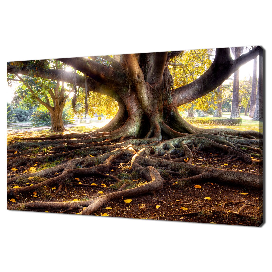 Beautiful Centenarian Tree With Large Trunk And Big Roots Modern Design Home Decor Print Wall Art Wall Hanging