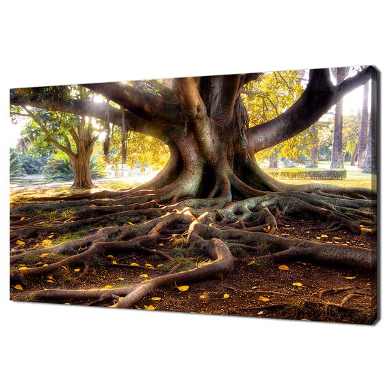 Beautiful Centenarian Tree With Large Trunk And Big Roots Modern Design Home Decor Print Wall Art Wall Hanging