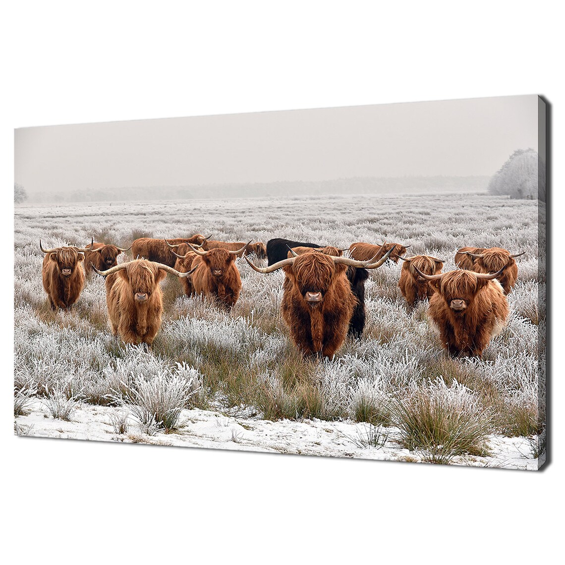 Herd Of Highland Cows, Modern Design Art Print