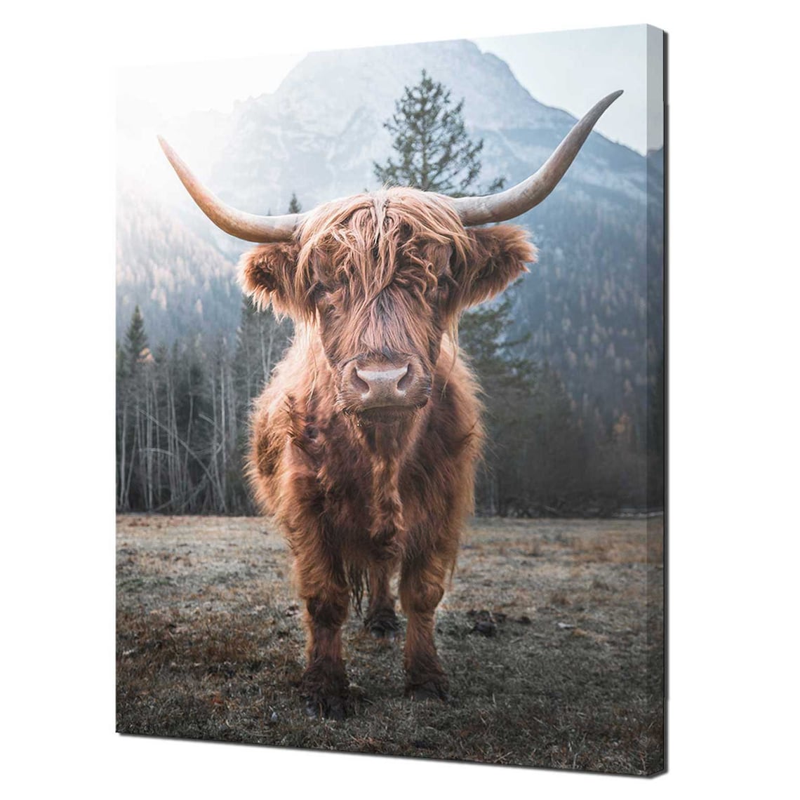 Scottish Highland Cattle Modern Home Decor Art Print
