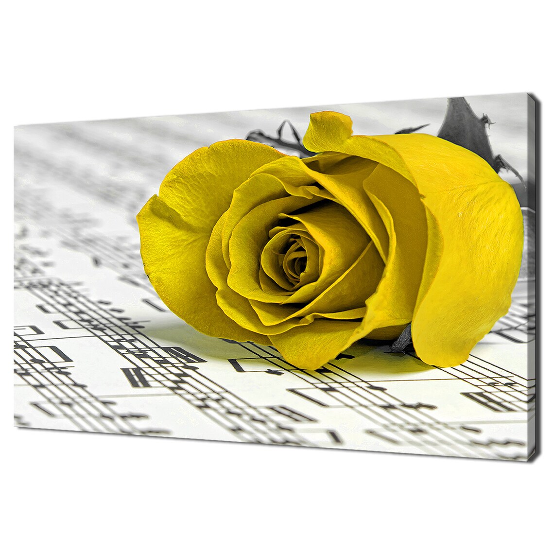 Yellow Rose Blossom Lying On Vintage Sheet Music Photo Poster