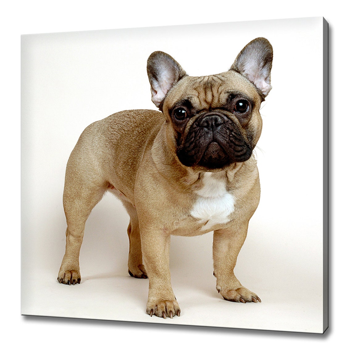 French Bulldog Puppy Portrait Fawn White Background Cute Dog Poster