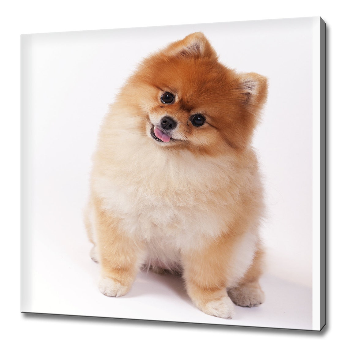 Fluffy Pomeranian Puppy Sitting On White Background Cute Dog Poster