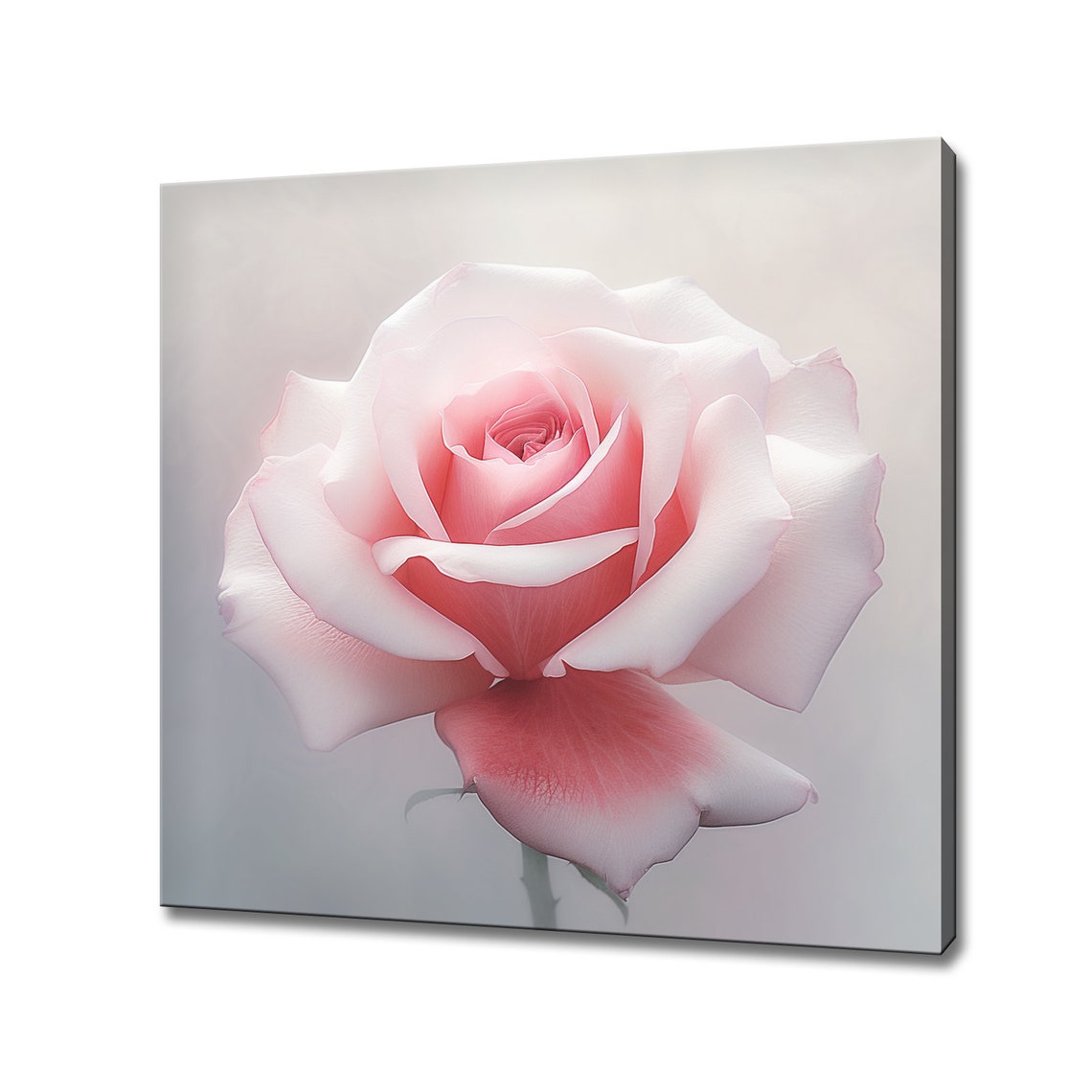 Pale Pink Rose Flower Close Up Elegant Single Bloom Photo Poster