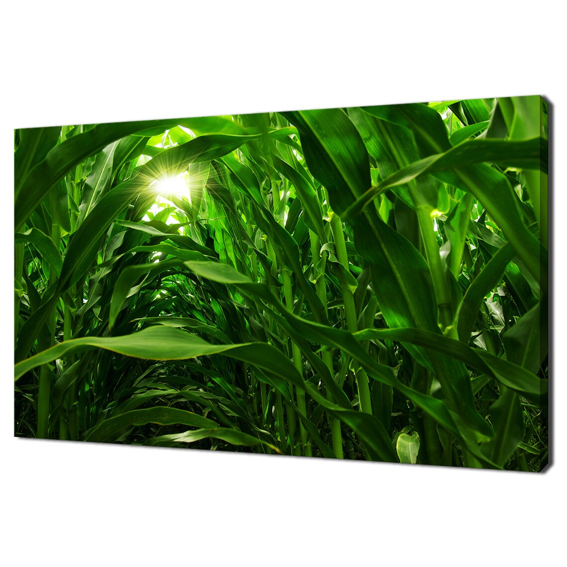 Modern Corn Field Under Sunlight Wall Art Print