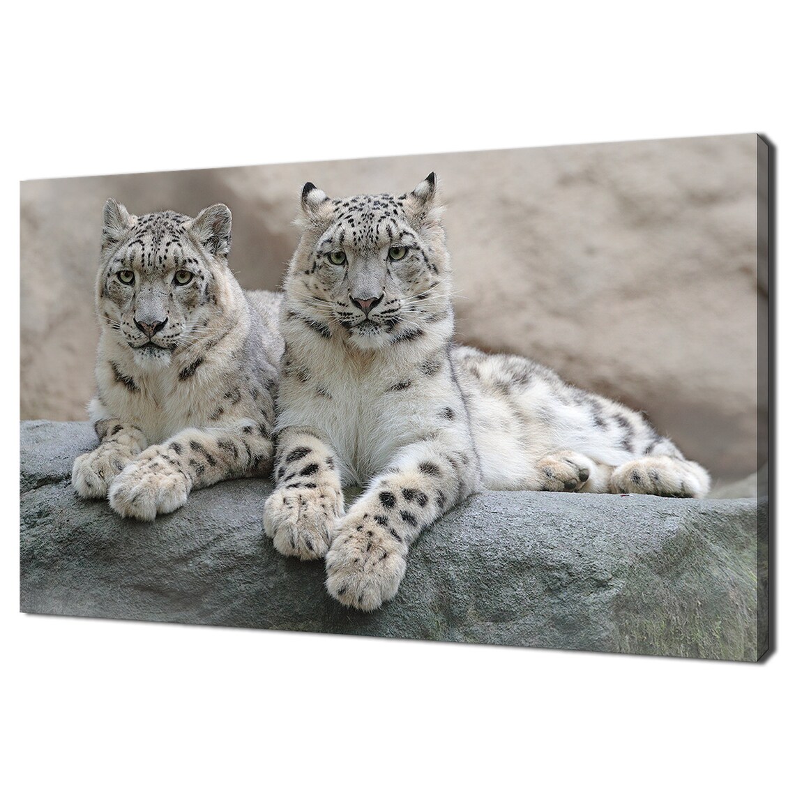 Pair of Snow Leopards, Modern Design Art Print