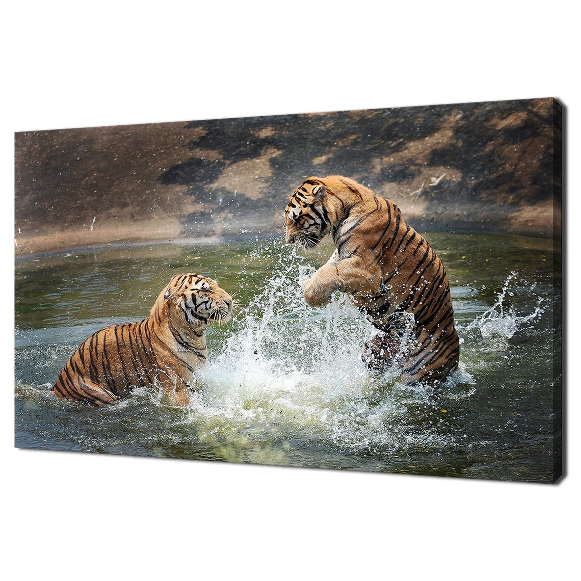 Two Tigers Playing Splashing In Water Action Wildlife Photo Poster