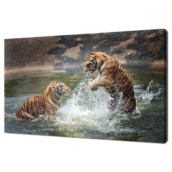 Two Tigers Playing Splashing In Water Action Wildlife Photo Poster