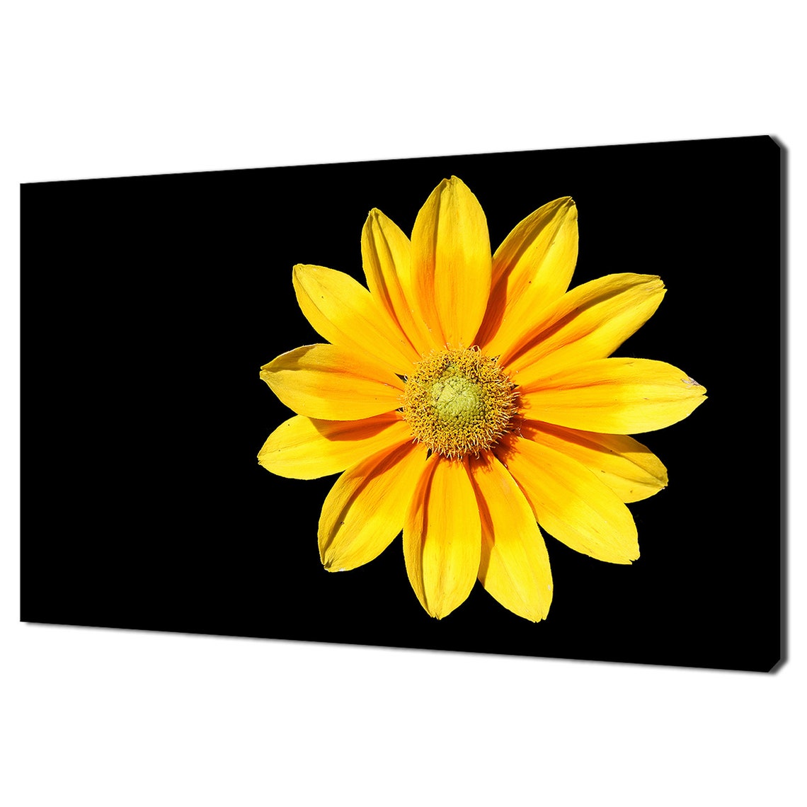 Golden Yellow Daisy Flower On Black Dramatic Floral Contrast Wall Art
