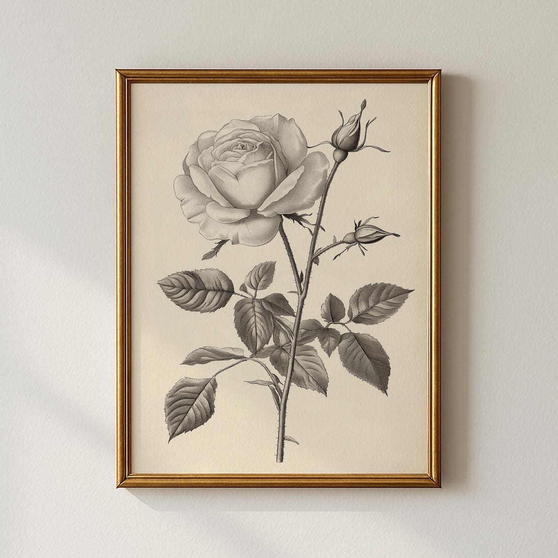 Vintage Grayscale Rose Botanical Illustration Classic Art Poster