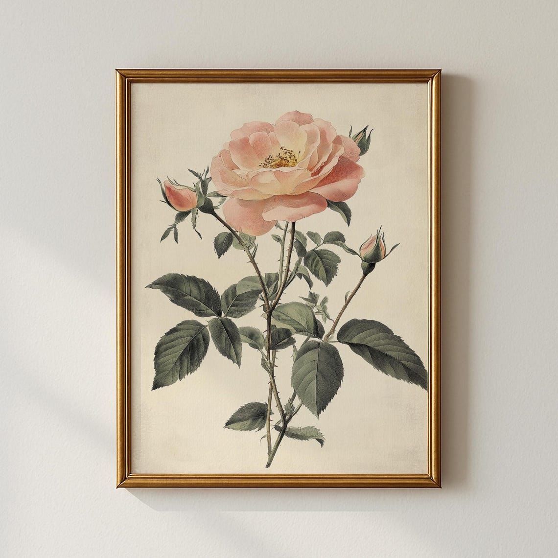 Vintage Pink Rose Botanical Illustration Blush Bloom Art Print