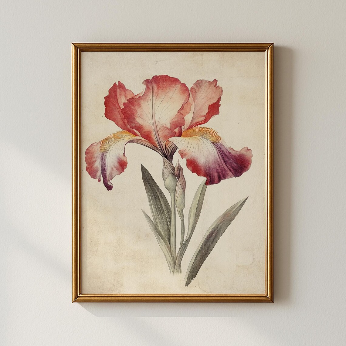 Red Iris Blossom Vintage Botanical Flower Illustration Print