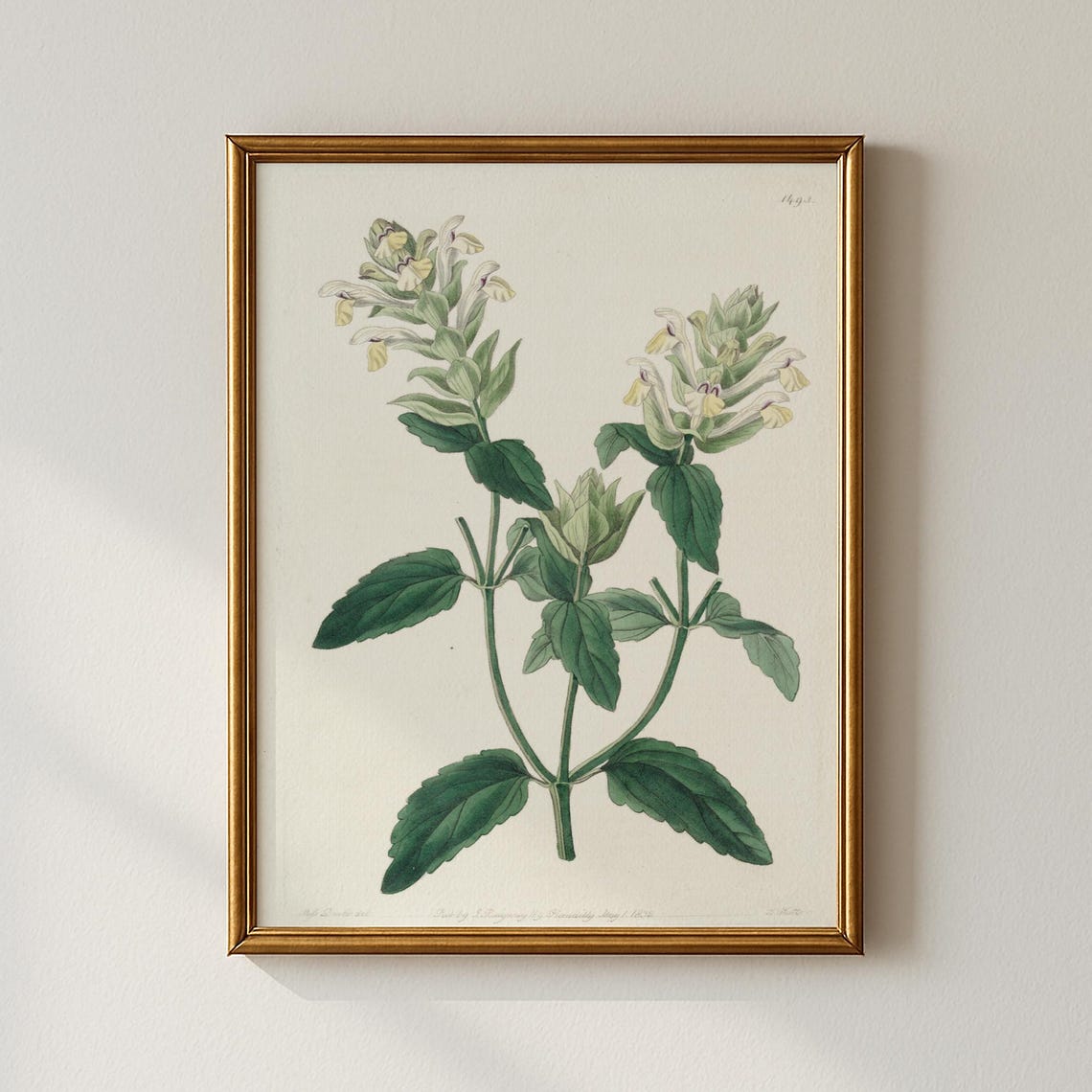 Elegant Vintage White Dead Nettle Botanical Illustration Art Print