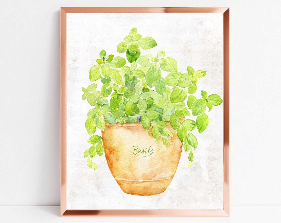 Basil Watercolor Herb in Terracotta Pot Kitchen Botanical Wall Poster
