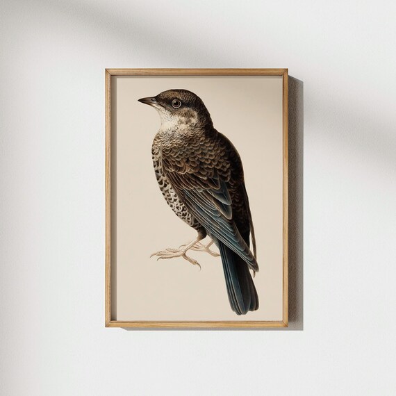 Vintage Thrush Bird Print Detailed Songbird Brown Illustration Natural History Wall Decor Ornithology Study Prints