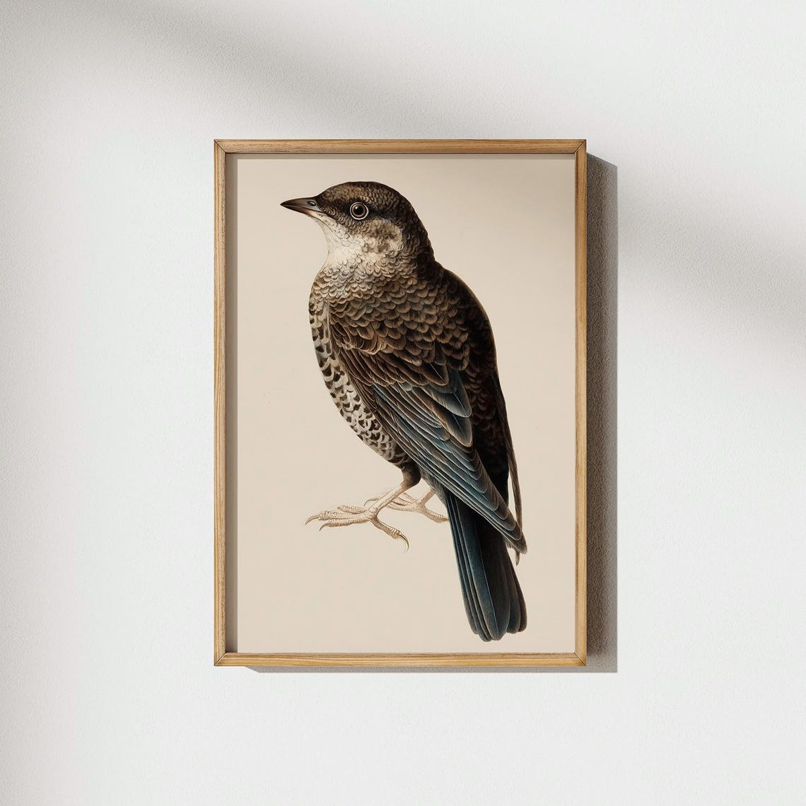 Brown Thrush Songbird Vintage Natural History Illustration Poster