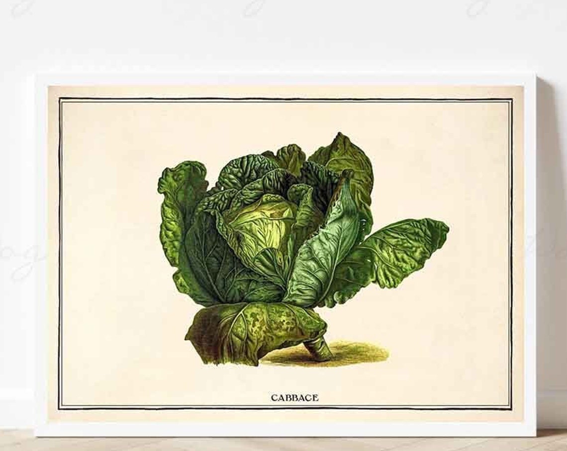 Vintage Cabbage Head Botanical Kitchen Garden Illustration Poster