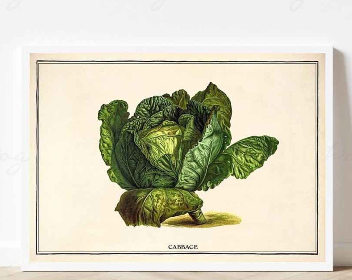 Vintage Cabbage Vegetables Kitchen Food And Drink Wall Print Framedunframed