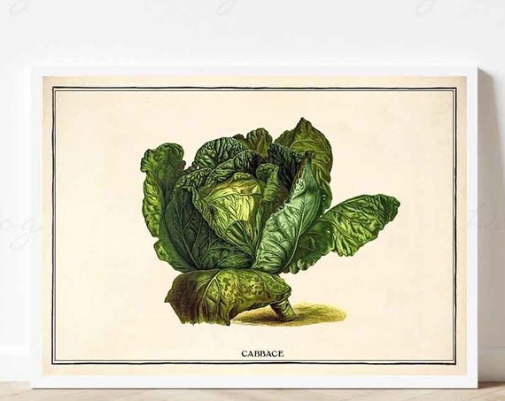 Vintage Cabbage Vegetables Kitchen Food And Drink Wall Print Framedunframed