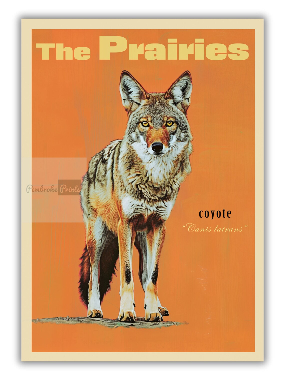 Vintage Coyote Print, Prairies Saskatchewan Canada - Image 3