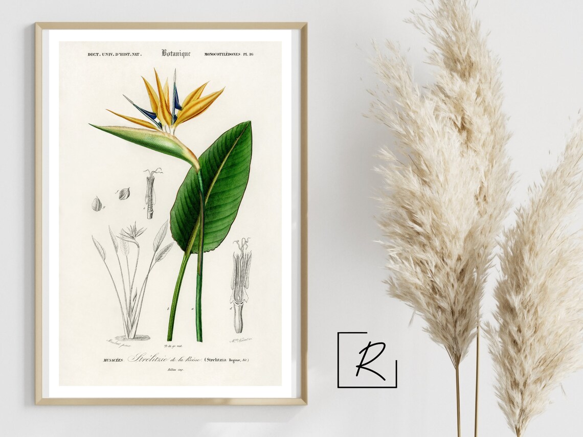 Bird Of Paradise, Vintage Botanical Wall Art - Image 4