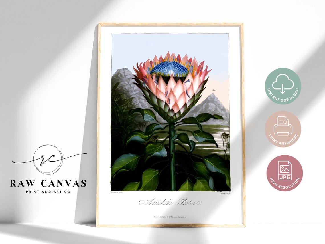 Vintage King Protea Botanical Art Print, Farmhouse Kitchen