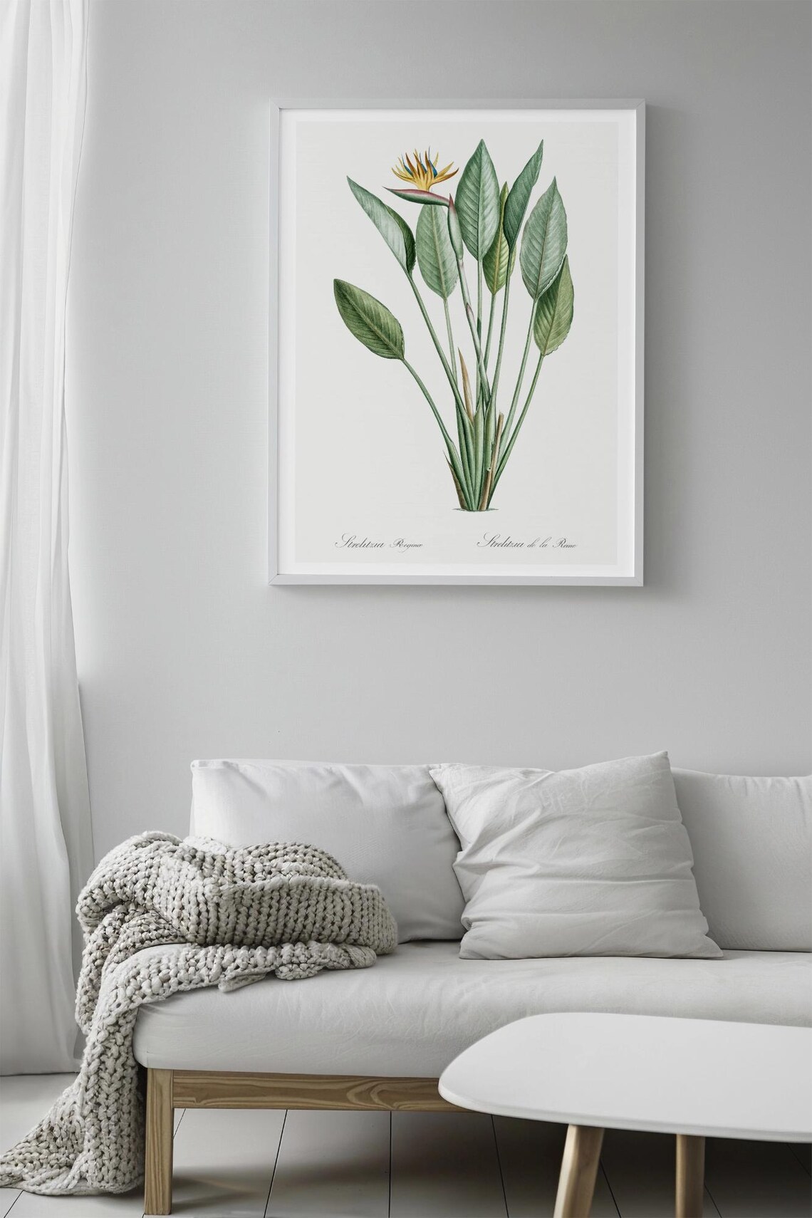 Vintage Bird Of Paradise Botanical Art, Redout - Image 2