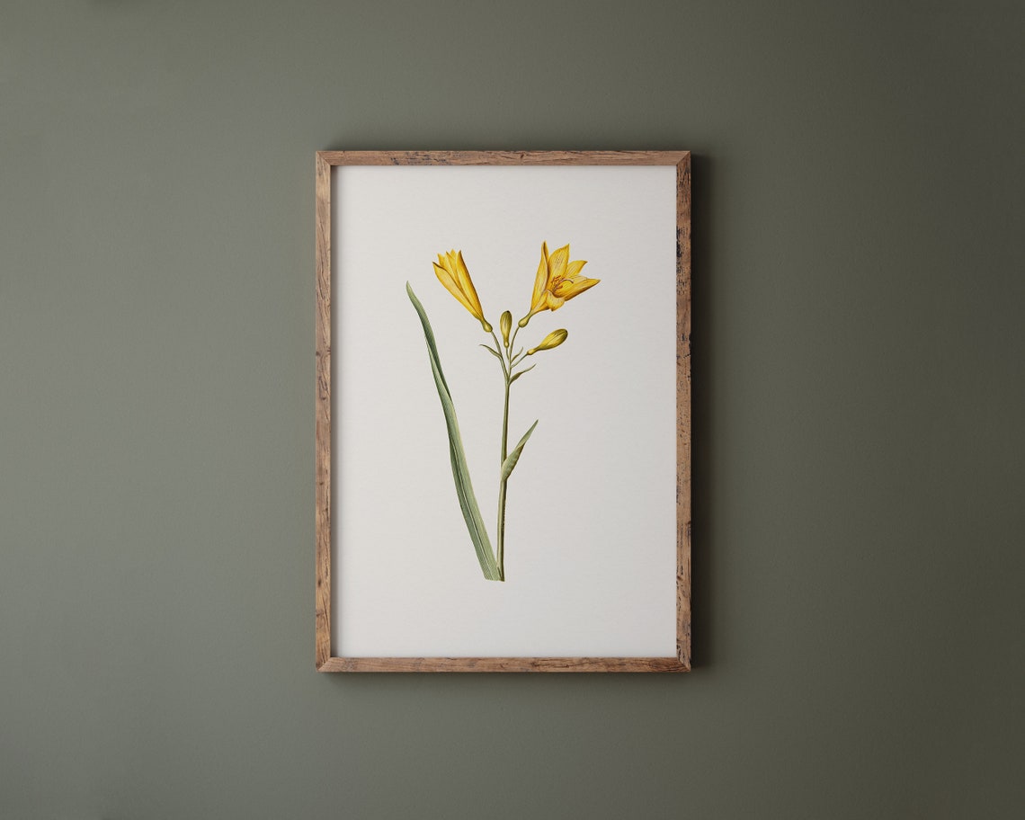 Yellow Daylily Botanical Flower Illustration Vintage Art Print - Image 3