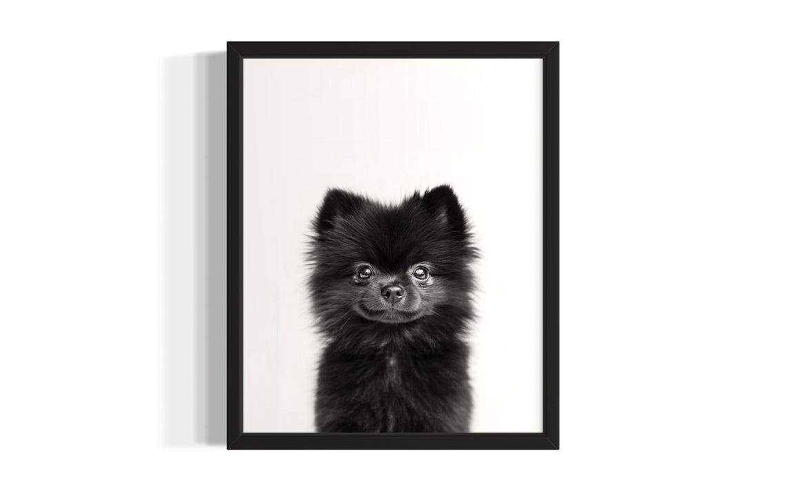 Black Pomeranian Puppy Portrait Minimalist Black and White Wall Poster
