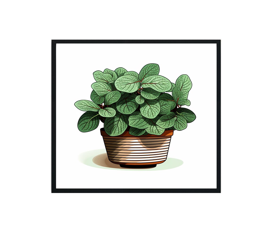 Fittonia Plants Art Print, Botanical Decor