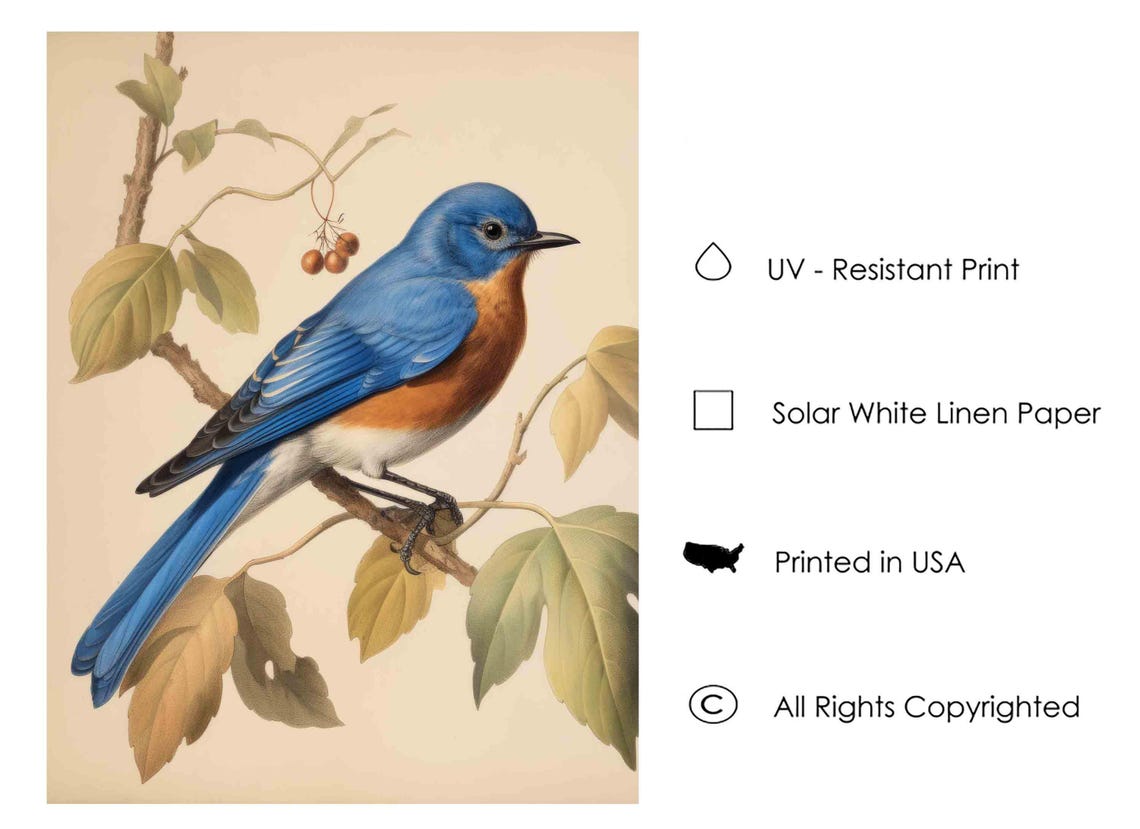 Eastern Bluebird Perched on a Blossoming Twig Vintage Songbird Poster - Image 4
