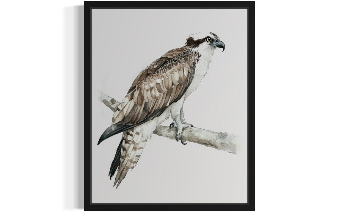 Osprey Perched on a Bare Branch Watercolor Bird of Prey Poster