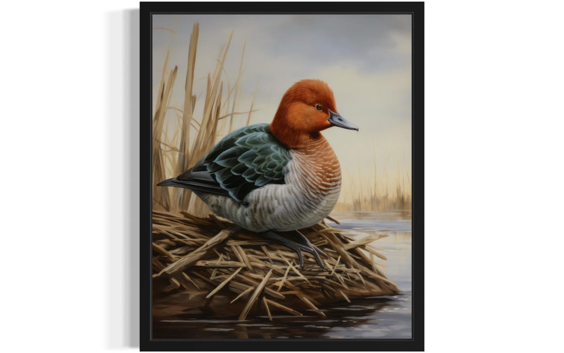 Redhead Duck Waterfowl Art Print