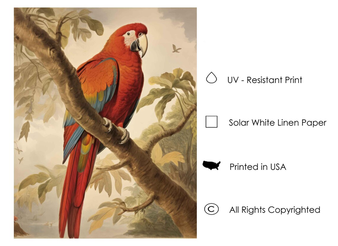 Scarlet Macaw Gripping a Jungle Branch Vintage Parrot Art Poster - Image 3