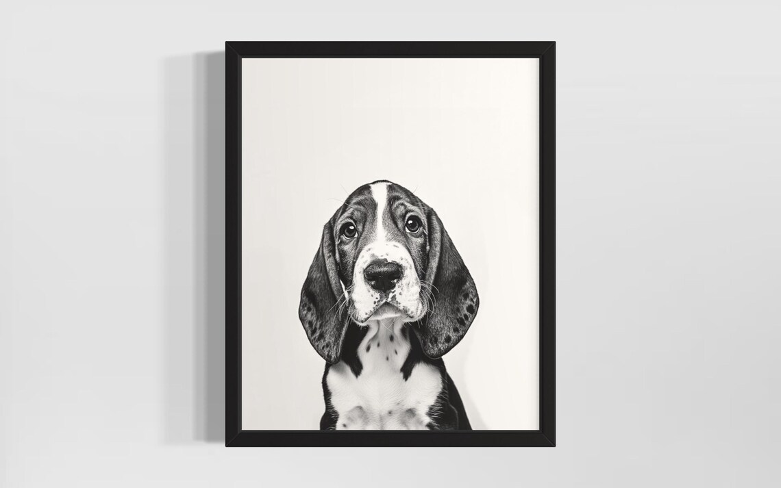 Sweet Black And White Basset Hound Puppy Studio Portrait Poster