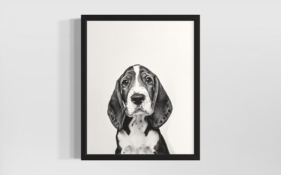 Sweet Black And White Basset Hound Puppy Studio Portrait Poster