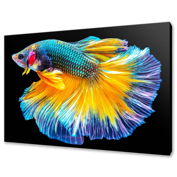 Colourful Beautiful Siamese Fighting Fish Modern Design Home Decor Print Wall Art Picture