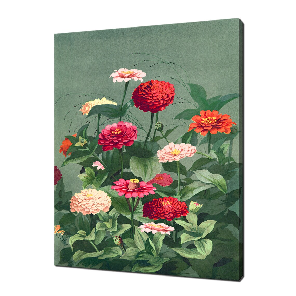 Vintage Botanical Zinnia Flowers Print Garden Floral Wall Art Poster